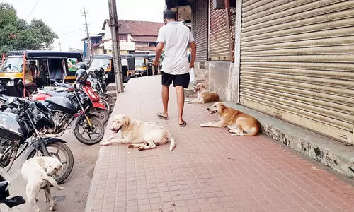 പുതിയ സാരഥിക​േള, തെരുവു നായ്ക്കളെ കണ്ടില്ലെന്ന്​ നടിക്കരുതേ...