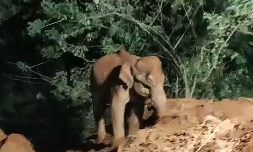 കിണറ്റിൽനിന്ന് പുറത്തെത്തിയ കാട്ടാന വനപാലകർക്ക് നേരെ