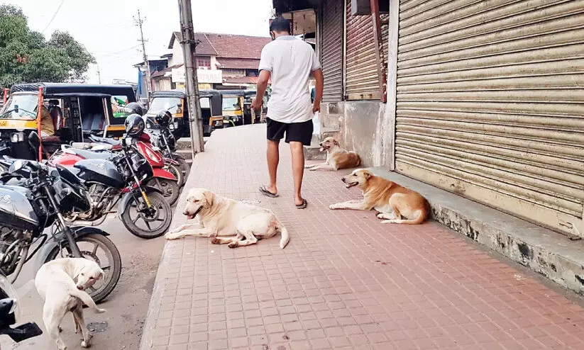 പുതിയ സാരഥിക​േള, തെരുവു നായ്ക്കളെ കണ്ടില്ലെന്ന്​ നടിക്കരുതേ...