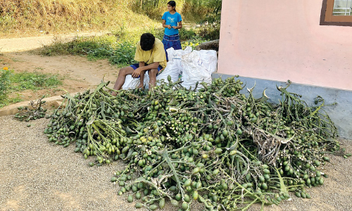 ഉ​ൽ​പാ​ദ​ന​ത്ത​ക​ര്‍ച്ച​ക്കി​ട​യി​ലും ഉ​യ​ർ​ന്ന വി​ലയിൽ അ​ട​ക്ക​