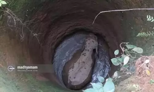 wild elephant fell into the well