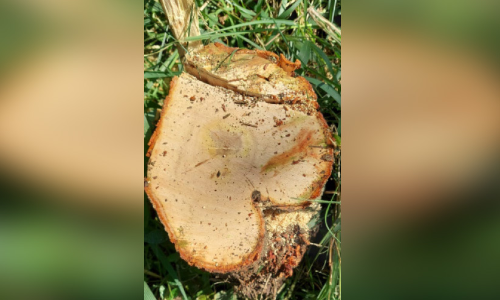 വെട്ടി അതിർത്തി കടത്തിയ ചന്ദനത്തടികൾ പിടികൂടി വെട്ടി അതിർത്തി കടത്തിയ ചന്ദനത്തടികൾ പിടികൂടി