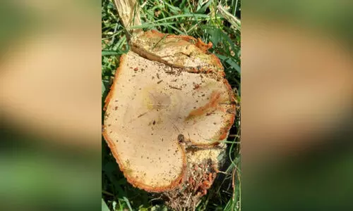 ക്ഷേത്രവളപ്പില്‍നിന്ന്​ ചന്ദനമരങ്ങള്‍ മോഷണം പോയി