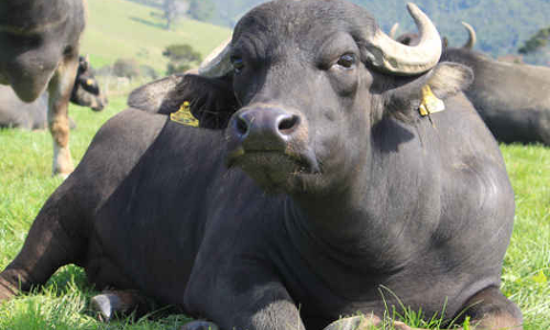 വി​ര​ണ്ടോ​ടി​യ എ​രു​മ പ്ര​ദേ​ശ​ത്തെ മു​ൾ​മു​ന​യി​ലാ​ക്കി