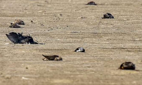 പക്ഷിപ്പനി: രാജസ്ഥാനിൽ കാക്കകൾ കൂട്ടമായി ചത്തുവീഴുന്നു; ജാഗ്രത പാലിക്കാൻ നിർദേശിച്ച്​ അധികൃതർ