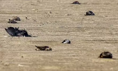 പക്ഷിപ്പനി: രാജസ്ഥാനിൽ കാക്കകൾ കൂട്ടമായി ചത്തുവീഴുന്നു; ജാഗ്രത പാലിക്കാൻ നിർദേശിച്ച്​ അധികൃതർ