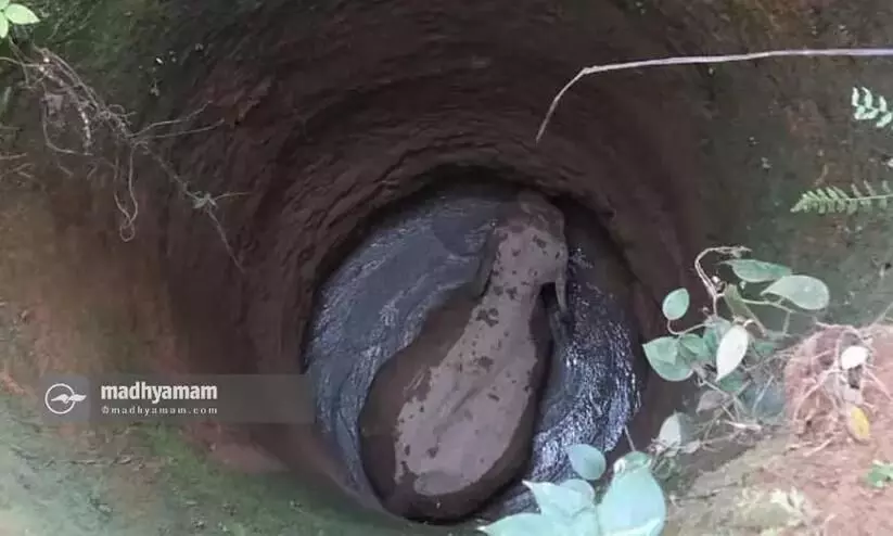 wild elephant fell into the well