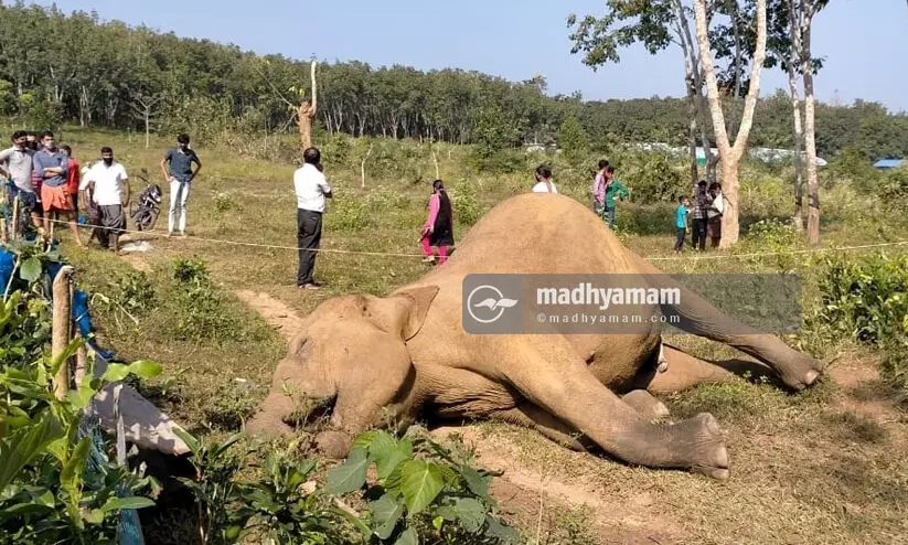 കരുളായി വനത്തിൽ കാട്ടാന ചരിഞ്ഞ നിലയിൽ