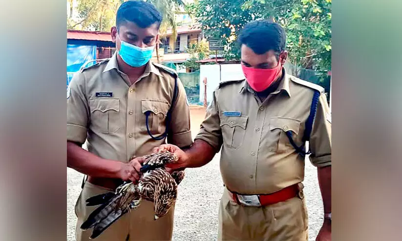 പ​ട്ടം നൂ​ലി​ൽ കു​രു​ങ്ങി​ക്കി​ട​ന്ന പ​രു​ന്തി​ന് ര​ക്ഷ​ക​രാ​യി ഫ​യ​ർ​ഫോ​ഴ്സ്