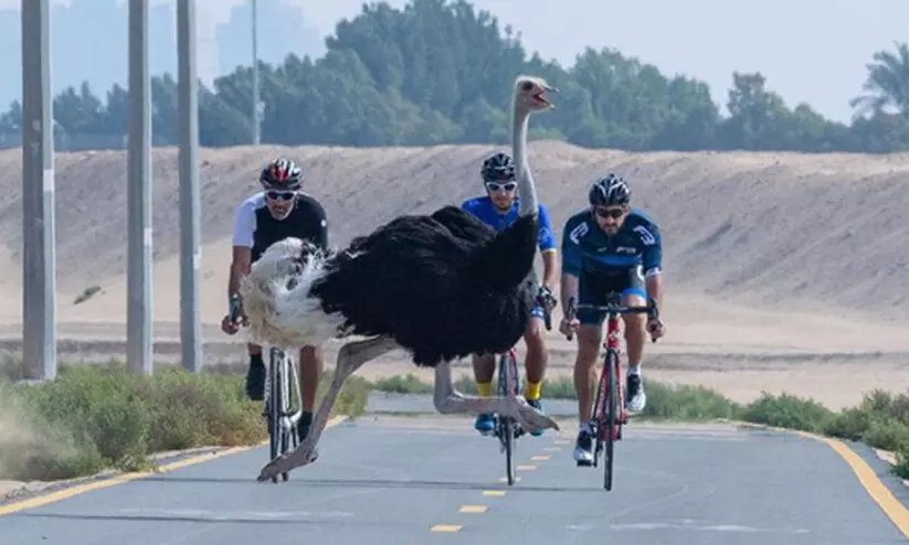 Sheikh Hamdan Sheikh Hamdan
