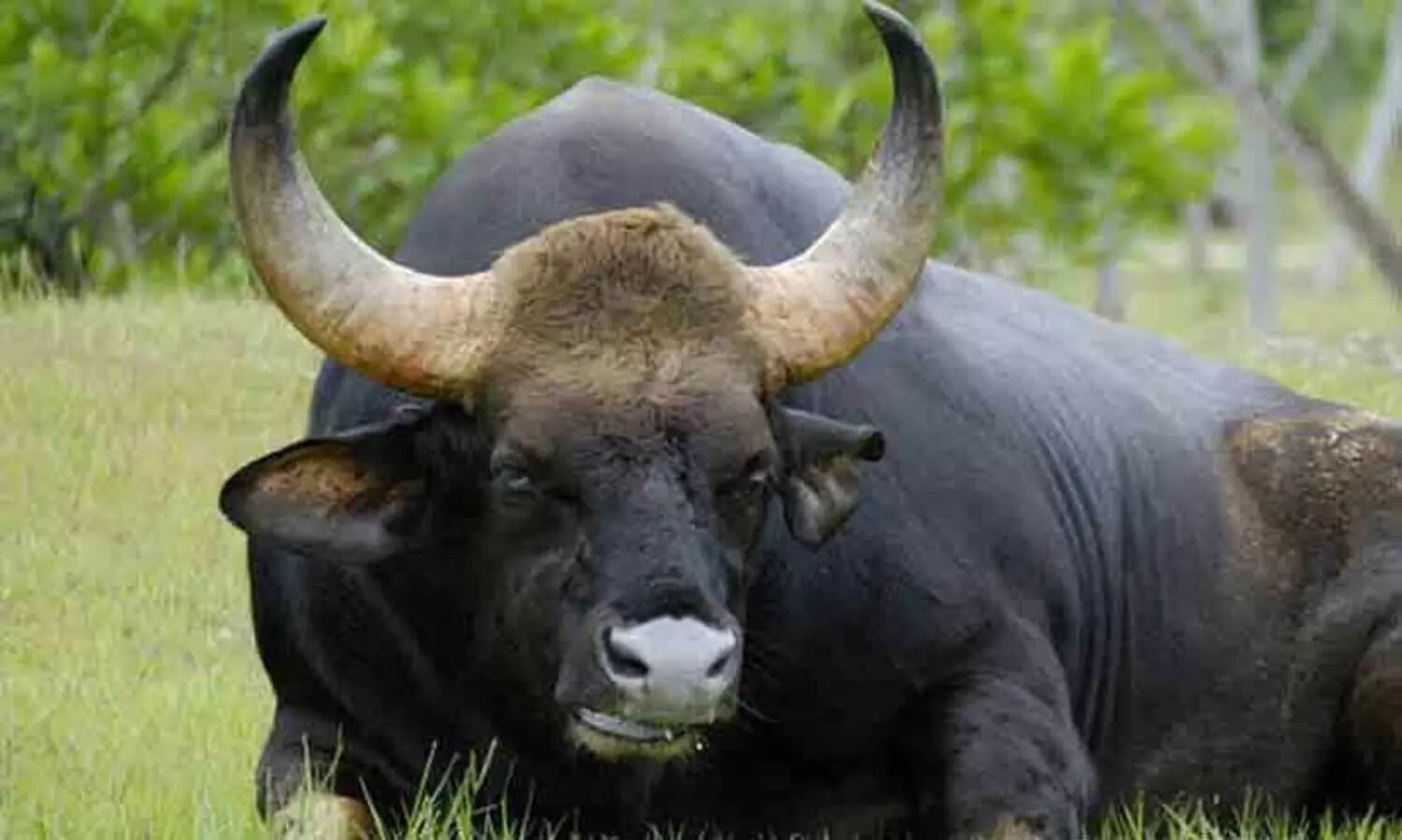 ഫോറസ്​റ്റ്​ വാച്ചറെ കാട്ടുപോത്ത് കൊമ്പിൽ കോർത്ത് കുടഞ്ഞെറിഞ്ഞു