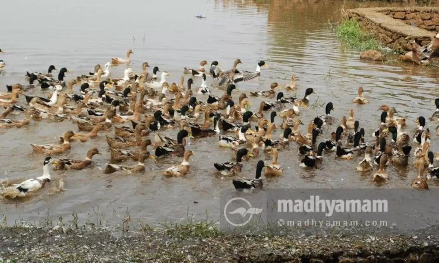 പക്ഷിപ്പനി: ജാഗ്രത വേണം, ആശങ്ക വേണ്ട