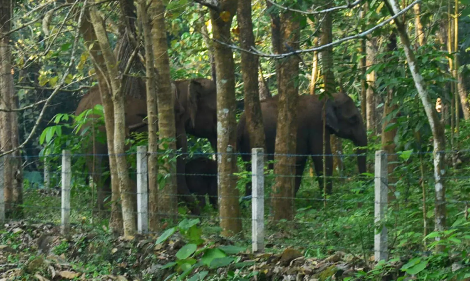 മൂക്കന്നൂര്‍ എടലക്കാട് ജനവാസ കേന്ദ്രത്തില്‍ കാട്ടാനക്കൂട്ടം ഇറങ്ങി. ജനം ഭീതിയില്‍