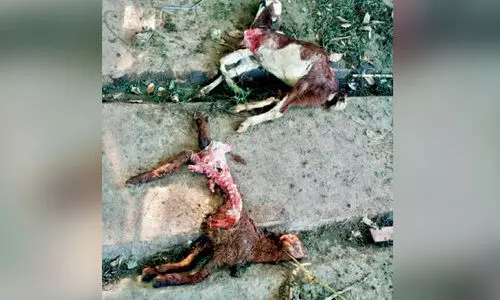 അജ്ഞാത ജീവി ആടുകളെ കൊന്നു