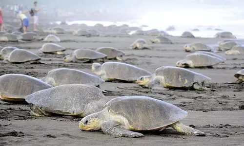 OLIVE RIDLEY