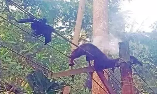 ഇലക്ട്രിക് ലൈനിൽ കുടുങ്ങി മരപ്പട്ടി ചത്തു