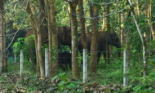 മൂക്കന്നൂര് എടലക്കാട് ജനവാസ കേന്ദ്രത്തില് കാട്ടാനക്കൂട്ടം ഇറങ്ങി. ജനം ഭീതിയില് മൂക്കന്നൂര് എടലക്കാട് ജനവാസ കേന്ദ്രത്തില് കാട്ടാനക്കൂട്ടം ഇറങ്ങി. ജനം ഭീതിയില്