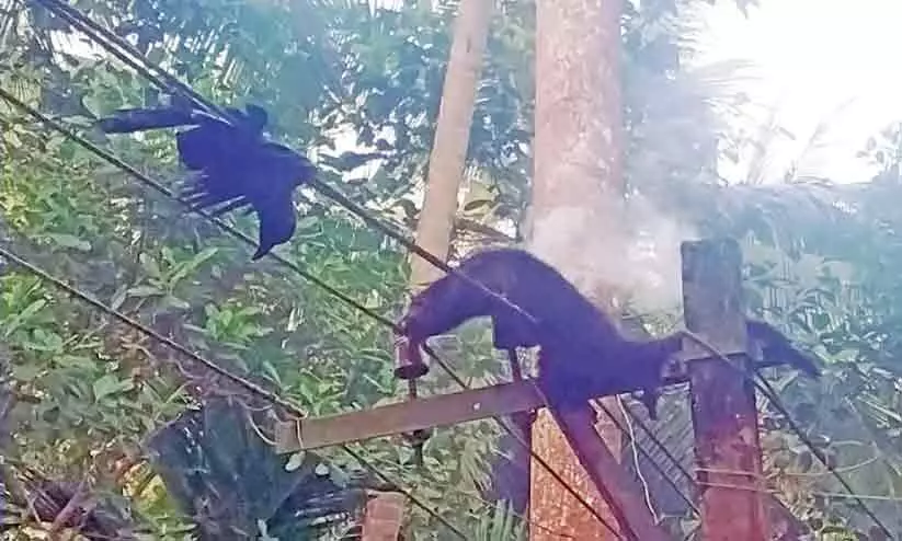 ഇലക്ട്രിക് ലൈനിൽ കുടുങ്ങി മരപ്പട്ടി ചത്തു ഇലക്ട്രിക് ലൈനിൽ കുടുങ്ങി മരപ്പട്ടി ചത്തു