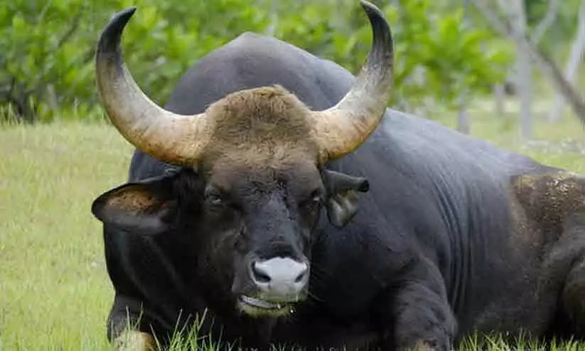 ഫോറസ്​റ്റ്​ വാച്ചറെ കാട്ടുപോത്ത് കൊമ്പിൽ കോർത്ത് കുടഞ്ഞെറിഞ്ഞു