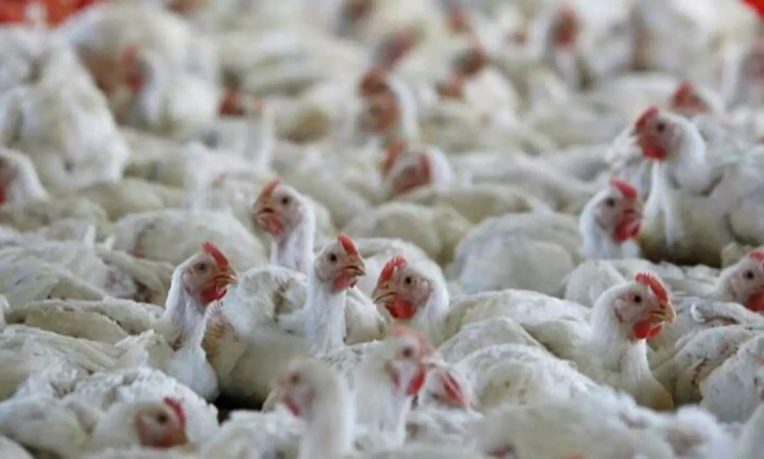 പക്ഷിപ്പനി: ഇറച്ചി കഴിക്കുന്നത്​ സുരക്ഷിതമോ ?