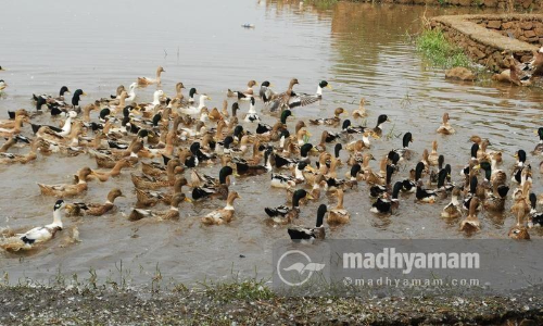പക്ഷിപ്പനി: കോട്ടയത്തും ആലപ്പുഴയിലും പ്രതിരോധ നടപടികൾ ഊർജിതം, നാൽപതിനായിരത്തോളം താറാവുകളെ കൊല്ലും