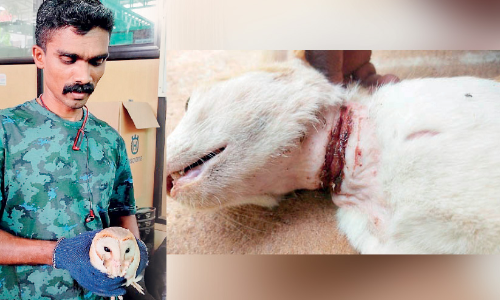 മി​ണ്ടാ​പ്രാ​ണി​ക​ൾ​ക്ക്​ ര​ക്ഷ​ക​രാ​യി ഫ​യ​ർ​ഫോ​ഴ്സും സി​വി​ൽ ഡി​ഫ​ൻ​സ് അം​ഗ​ങ്ങ​ളും