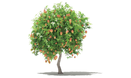 മാ​ങ്ങ =​ കൊ​ടും വി​ഷം?