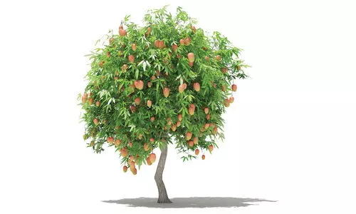 മാ​ങ്ങ =​ കൊ​ടും വി​ഷം?