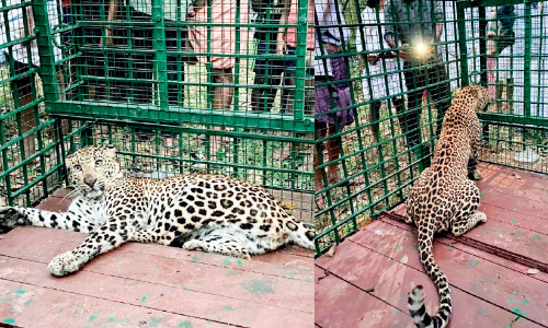 മൈലാംപാടം പൊതുവപ്പാടത്ത് നാട്ടിലിറങ്ങിയ പുലിയെ വനം വകുപ്പ് പിടികൂടി മൈലാംപാടം പൊതുവപ്പാടത്ത് നാട്ടിലിറങ്ങിയ പുലിയെ വനം വകുപ്പ് പിടികൂടി