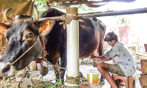 കോവിഡ്​ കാലത്ത്​ ഏഴാംക്ലാസുകാ​​ര​ൻ പശുപരിപാലനത്തിലൂടെ നേടിയത്​ കാൽലക്ഷം