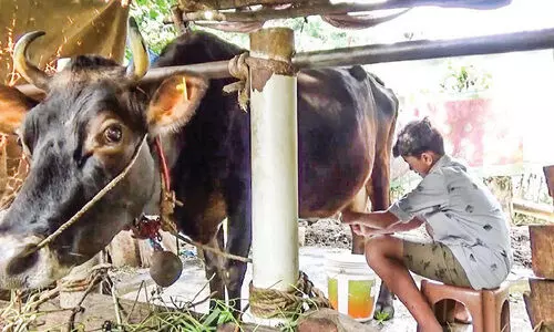 കോവിഡ്​ കാലത്ത്​ ഏഴാംക്ലാസുകാ​​ര​ൻ പശുപരിപാലനത്തിലൂടെ നേടിയത്​ കാൽലക്ഷം