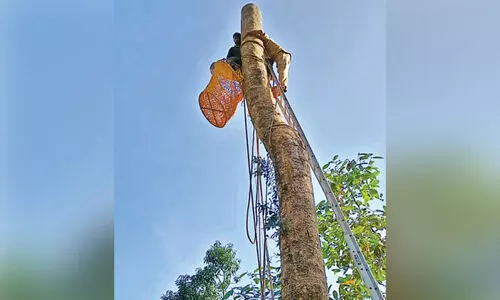 മരത്തിൽ​ കുടുങ്ങിയ തൊഴിലാളിക്ക്​ രക്ഷകരായി അഗ്‌നിരക്ഷസേന
