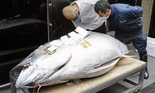 ഇതാണ് ​ ​സ്വർണമത്സ്യം; വില​ ഒന്നര കോടി