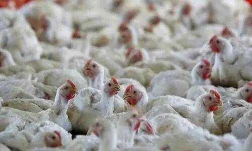 പക്ഷിപ്പനി: ഇറച്ചി കഴിക്കുന്നത്​ സുരക്ഷിതമോ ?