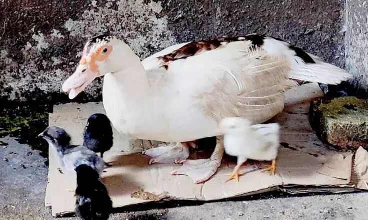 Avian influenza (bird flu H5N8) detected in ducks in Alappuzha, authorities to kill birds