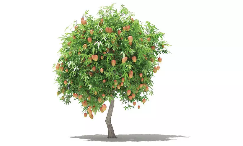 മാ​ങ്ങ =​ കൊ​ടും വി​ഷം?