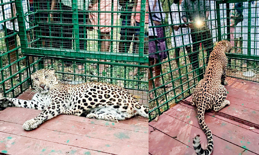 മൈലാംപാടം പൊതുവപ്പാടത്ത് നാട്ടിലിറങ്ങിയ പുലിയെ വനം വകുപ്പ് പിടികൂടി മൈലാംപാടം പൊതുവപ്പാടത്ത് നാട്ടിലിറങ്ങിയ പുലിയെ വനം വകുപ്പ് പിടികൂടി