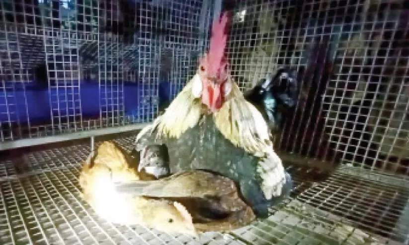 അച്ഛനുറങ്ങാത്ത കൂട്...കൗതുകമാണീ പൂവന്റെ സ്നേഹം അച്ഛനുറങ്ങാത്ത കൂട്...കൗതുകമാണീ പൂവന്റെ സ്നേഹം