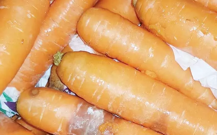 ഗുണനിലവാരമില്ല; ഡിസംബറിൽ നശിപ്പിച്ചത് 21 ടൺ പച്ചക്കറി ഗുണനിലവാരമില്ല; ഡിസംബറിൽ നശിപ്പിച്ചത് 21 ടൺ പച്ചക്കറി