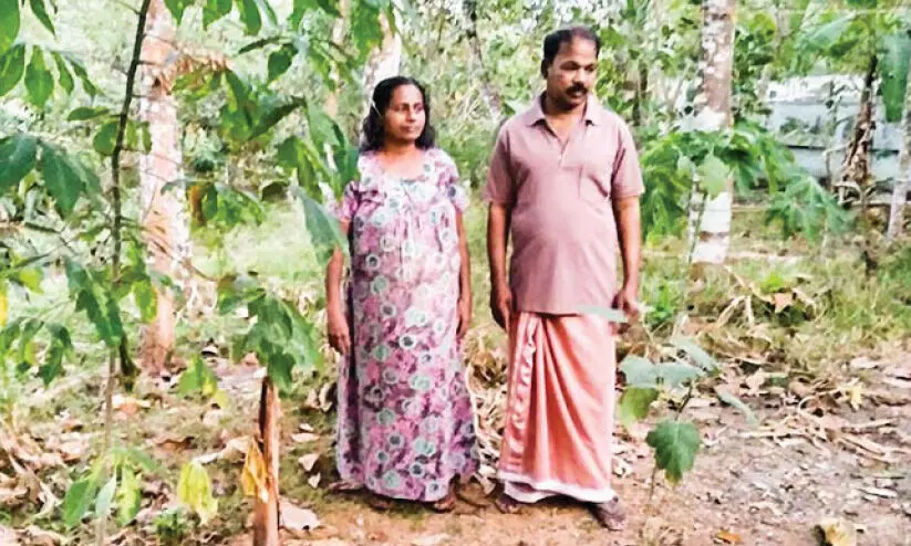 റീസര്വേയിലെ അപാകത; കുടുംബം കിടപ്പാടമില്ലാതെ ദുരിതത്തില് റീസര്വേയിലെ അപാകത; കുടുംബം കിടപ്പാടമില്ലാതെ ദുരിതത്തില്