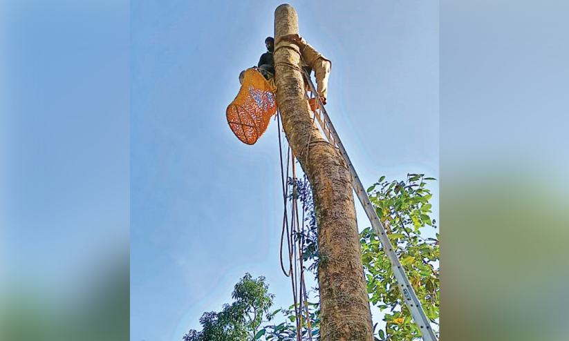 മരത്തിൽ കുടുങ്ങിയ തൊഴിലാളിക്ക് രക്ഷകരായി അഗ്നിരക്ഷസേന മരത്തിൽ കുടുങ്ങിയ തൊഴിലാളിക്ക് രക്ഷകരായി അഗ്നിരക്ഷസേന