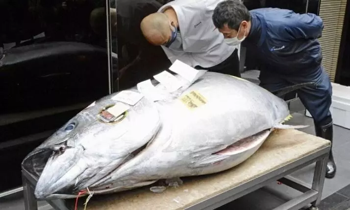 ഇതാണ് ​ ​സ്വർണമത്സ്യം; വില​ ഒന്നര കോടി