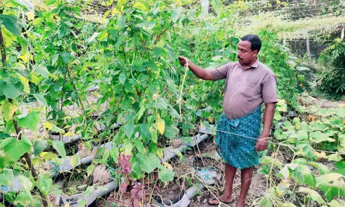 സ്കൂൾ ടെറസിൽ മാഷി​‍െൻറ പച്ചക്കറി കൃഷി