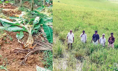 കി​ത​ച്ച്​ കാ​ർ​ഷി​ക​മേ​ഖ​ല