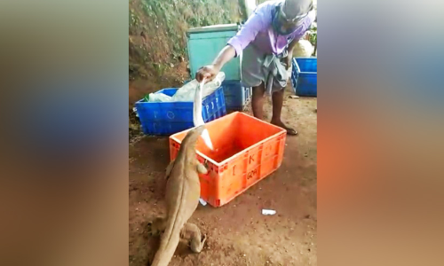 ബാ​ലേട്ടന്‍റെ കൈയിൽ നിന്ന് ​മീൻ വാങ്ങി കഴിക്കാൻ എന്നും അവനെത്തും..ആ ഭീമൻ ഉടുമ്പ്​