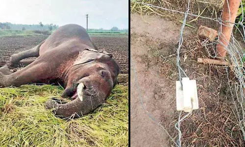 കോ​യ​മ്പ​ത്തൂരിൽ വൈ​ദ്യു​തി വേ​ലി​യി​ൽ ത​ട്ടി കാ​ട്ടാ​ന ​െച​രി​ഞ്ഞു