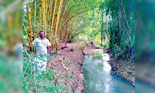ജില്ലയിൽ മുളകൃഷിയോട്​ പ്രിയം കൂടുന്നു