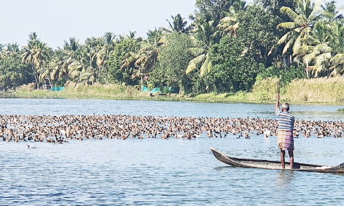 പക്ഷിപ്പനി: താറാവുകളെ കൊന്നൊടുക്കി