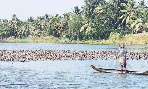 പക്ഷിപ്പനി: താറാവുകളെ കൊന്നൊടുക്കി
