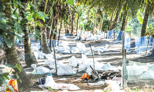 രോഗഭീതി, വിൽപനയിൽ ഇടിവ്​; താ​റാ​വ്​ കർഷകർ ആശങ്കയിൽ
